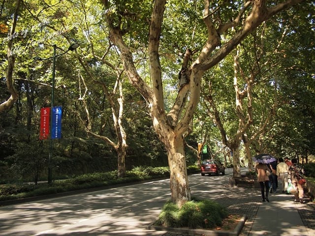 [大陸] 上海&蘇杭瞎買之旅。Day 4 西湖&花港觀魚。體驗浪漫城市杭州