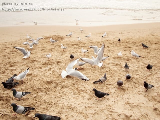[韓國]釜山生日之旅。Day2 海雲台。來去餵海鷗囉!! (內有餵海鷗小影片)