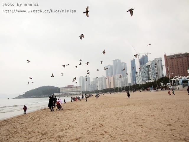[韓國]釜山生日之旅。Day2 海雲台。來去餵海鷗囉!! (內有餵海鷗小影片)