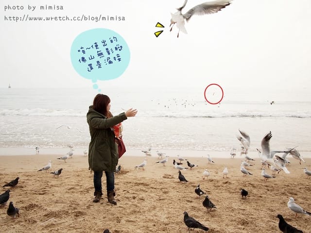 [韓國]釜山生日之旅。Day2 海雲台。來去餵海鷗囉!! (內有餵海鷗小影片)