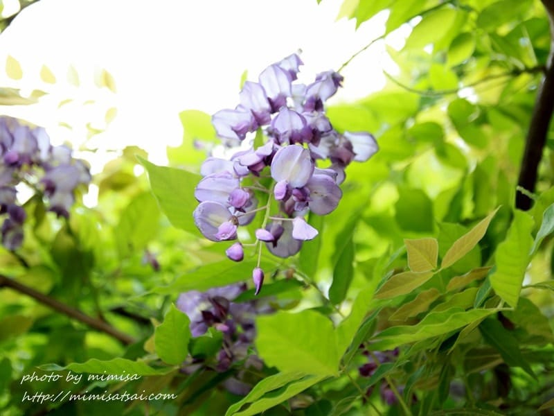 [分享] 美不勝收的中華大學小郊遊。春季賞花趣