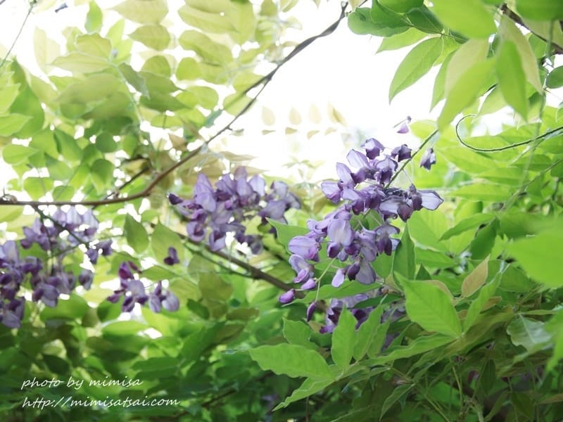 [分享] 美不勝收的中華大學小郊遊。春季賞花趣