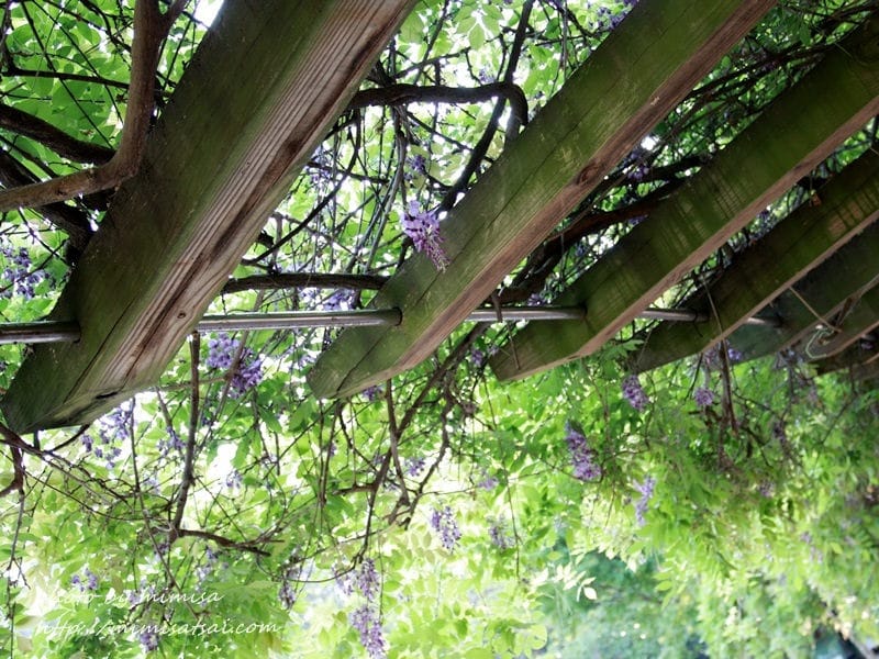 [分享] 美不勝收的中華大學小郊遊。春季賞花趣