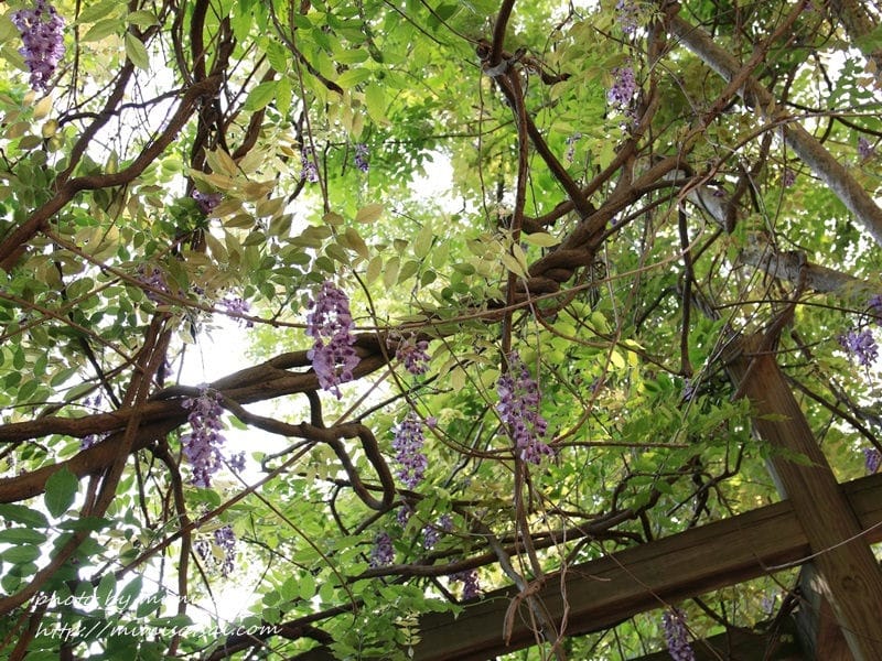 [分享] 美不勝收的中華大學小郊遊。春季賞花趣