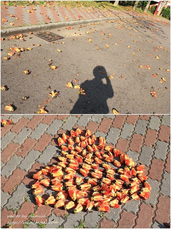 [分享] 美不勝收的中華大學小郊遊。春季賞花趣