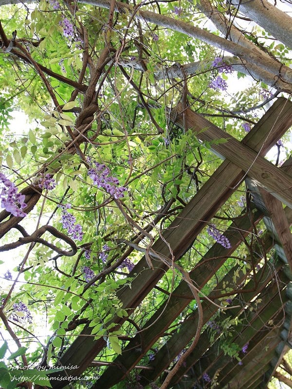 [分享] 美不勝收的中華大學小郊遊。春季賞花趣