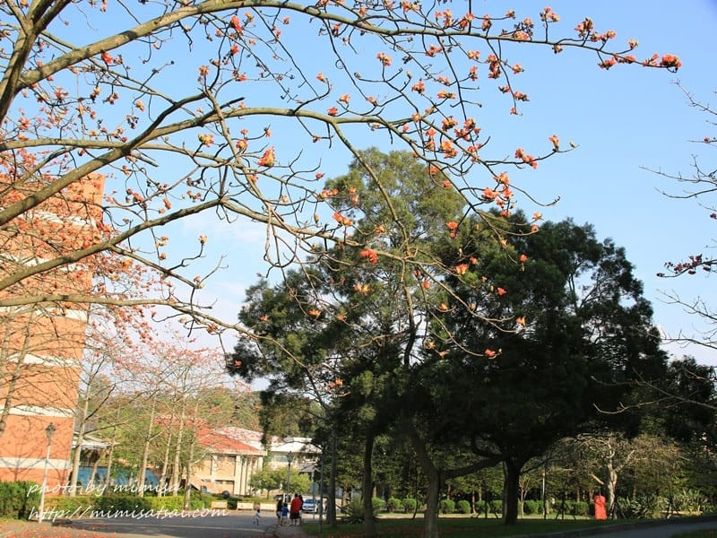 [分享] 美不勝收的中華大學小郊遊。春季賞花趣