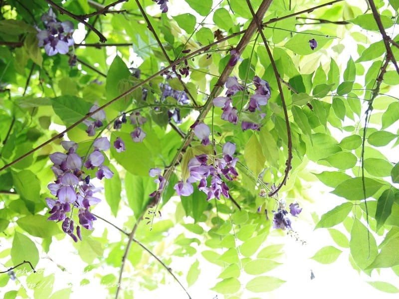 [分享] 美不勝收的中華大學小郊遊。春季賞花趣