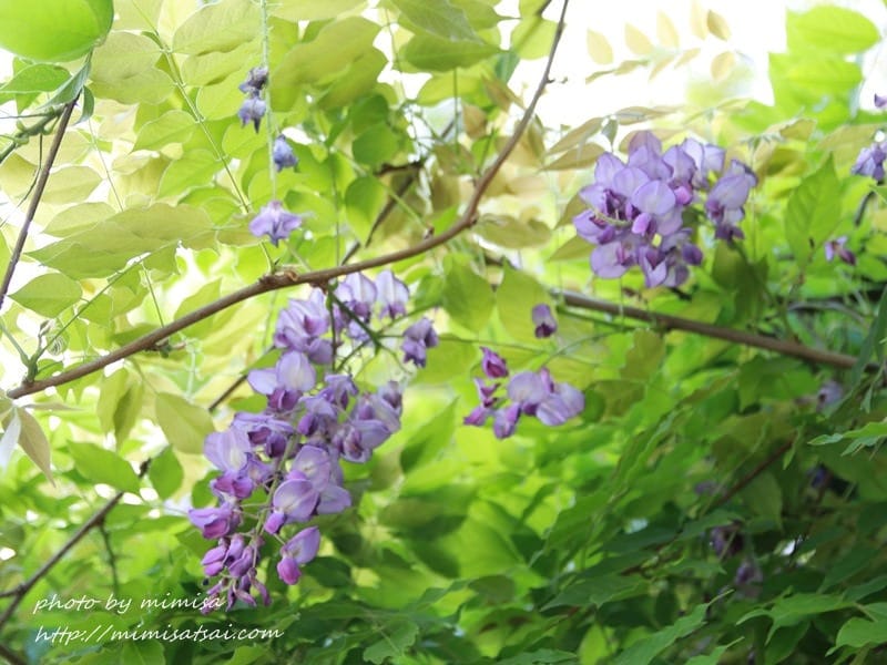 [分享] 美不勝收的中華大學小郊遊。春季賞花趣