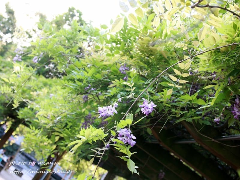 [分享] 美不勝收的中華大學小郊遊。春季賞花趣